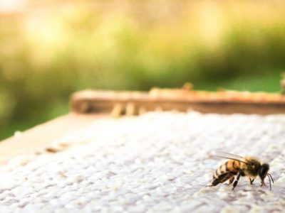 Honey Farm-31
