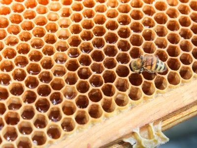 Honey Farm-60